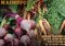Featured image for Vegetarian Diet Guide for Athletes