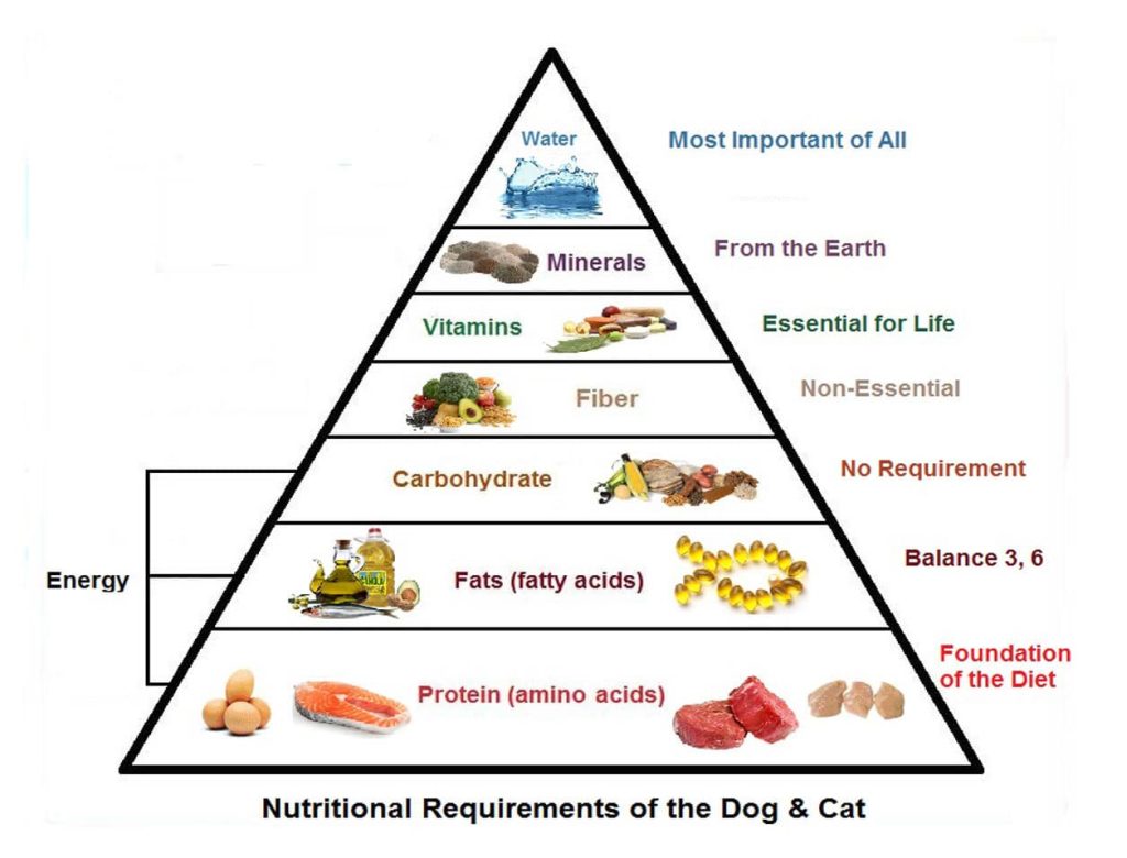 Content image for Supplements for Specific Needs: Meeting Unique Nutritional Requirements